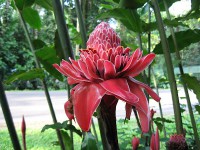 /album/etlingera-red-torch-ginger-/a05300703-red-torch-or-emperors-torch-ginger-etlingera-elatior-jpg1/